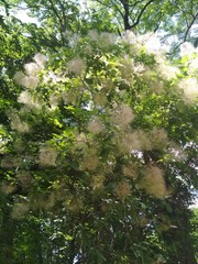 beautiful green shrub with white fluffy flowers. It can be used as banners for social networks, in environmental materials, for printing on a calendar, fabric, etc.