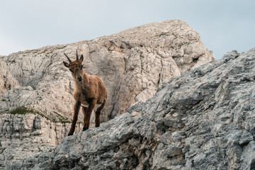 Curious ibex standing on the rock 
