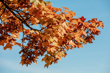 autumn forest landscape on a sunny day with branch of yellow maple leaves on blue sky background