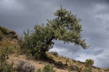 Obraz premium lonely tree in the mountains against the sky