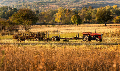 Fototapeta na wymiar Autumn field works in the cornfield with Tractor carrying cut corn stems in a long trailer