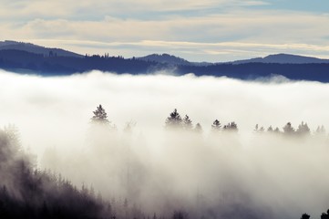 Mountain fog over the forest