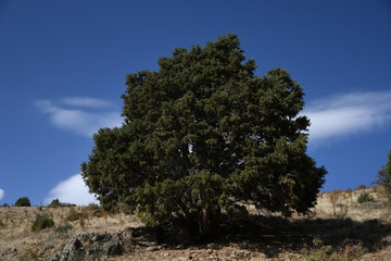 Fototapeta na wymiar green tree on top of a mountain