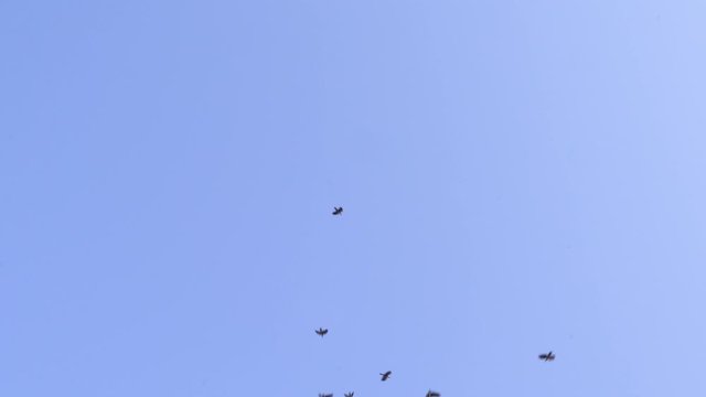Abstract of Flock of birds, crows swarming against a blue sky,  crows flaying in peace 