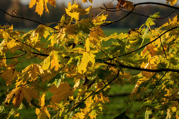 Yellow leaves on a branch of an acer in bright sunshine