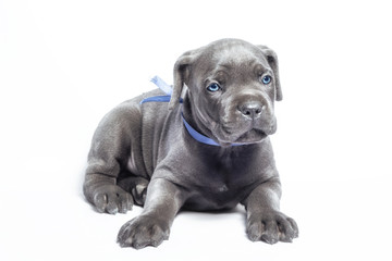 little puppy dog ​​of breed canecorso on a white background in isolation close up