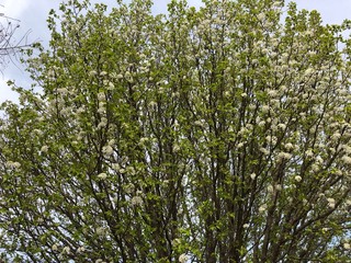 Fototapeta premium Cropped shot of trees filled with white blooms and buds