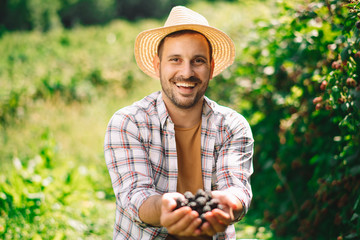 Fototapeta premium Young farmer harvesting brambles. Attractive young man at farm
