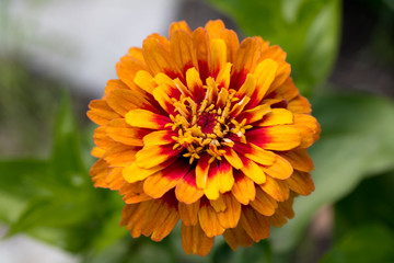 Zinnia flowers a frequent visitor to parks and gardens in Europe and Asia