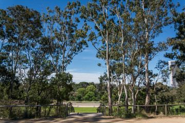 Fototapeta premium Parramatta Park in the western suburb of Parramatta, Sydney, Australia