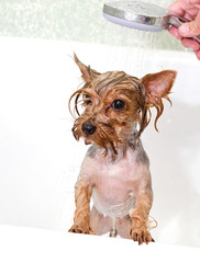 Portrait of wet dog Yorkshire Terrier in the bathroom in the beauty salon for dogs