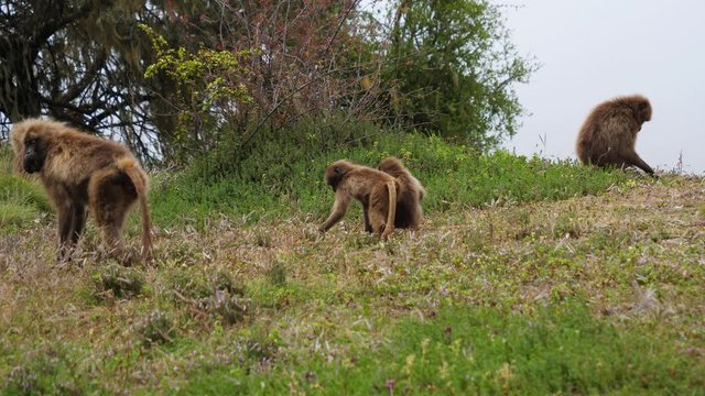 Group of gelada baboons searching something to eat in the grass. Steady shot.