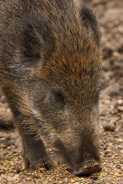 Wild boar eating the food left by hunters
