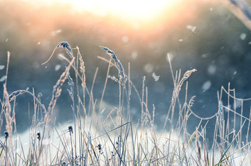Grass and plants in the morning hoarfrost in the meadow and falling snow in the sunlight. The first winter days.