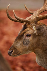 Portrait of the deer with a background in autumn colors