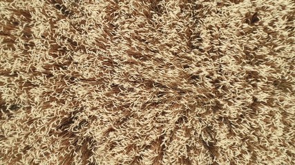 Flight over a wheat field. Agriculture, grain crops.