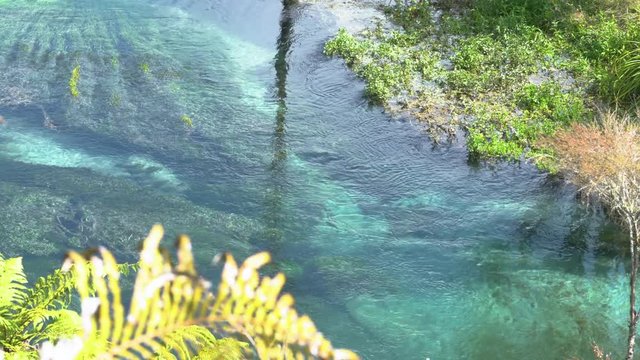 Blue Spring Putaruru. New Zealand. Medium shots