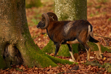 The mouflon in search of the female through the forest