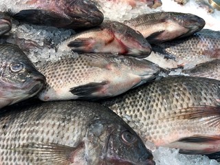 Close up of fresh tilapia fish in the wet market section