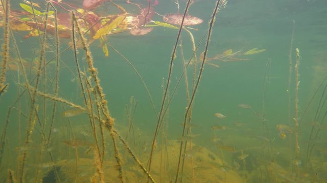 Persicaria amphibia floating-leaved water plant with small fish underneath