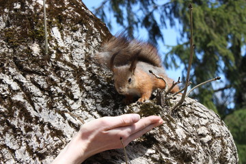 A fluffy squirrel in summer sits on a white birch tree and looks at the palm of a man with food on a blurred background of green foliage and blue sky.