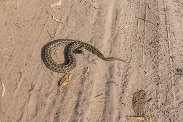 Vipera ursinii lying on a sandy soil at sunny autumnal day and ready to attack