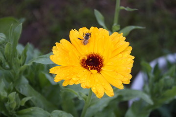 A bee in summer sits on a calendula flower with water droplets on a green blurred background of stems and leaves.