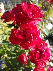bouquet of red roses