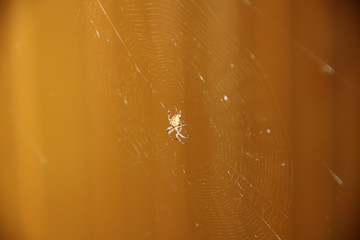 Background, texture with a small spider and a thin web in sunlight on a striped, uniform yellow-brown blurred background.