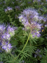Phacelia