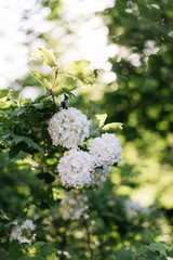 Small Hydrangea bush, close up view