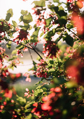 Beautiful vertical picture of a sunset tree with red leaves, glowing in the sunlight