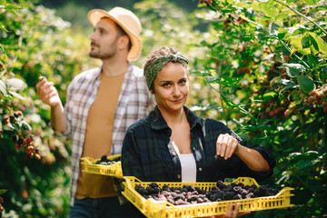 Beautiful couple harvesting fruit at farm.	