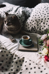 Adorable furry scottish straight tabby cat lying on a polka dot bedding with a peony, roses, eustoma flower bouquet, paper notepad and a cup of morning espresso coffee