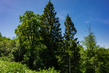 Evergreens and deciduous trees in virgin forest against blue sky. Beautiful summer landscape. Rest and enjoyment. Relaxation and meditation. Beauty of Russian nature in suburbs.