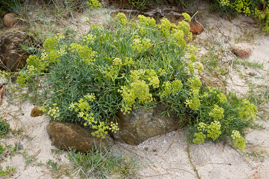 Yellow Rock Samphire growing wild on beach. Crithmum maritimum L.