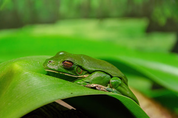 beautiful green tree frog sitting on a leaf australia