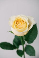 beautiful single blossoming yellow rose flower on the grey wall background, close up view 