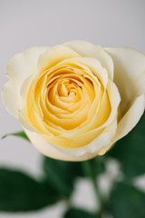 beautiful single blossoming yellow rose flower on the grey wall background, close up view 
