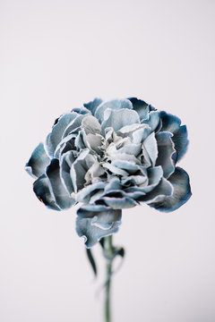 Beautiful Single Dyed Blue Carnation Close Up View