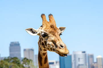 Fototapeta premium giraffe (Giraffa) in the zoo sticking it tongue out