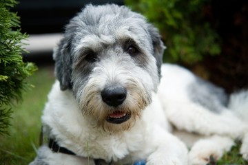 Pies - Polski Owczarek Nizinny