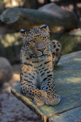 North China leopard (Panthera pardus japonensis)