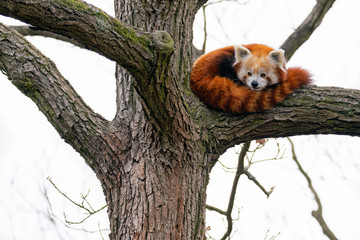Red Panda (Ailurus fulgens)