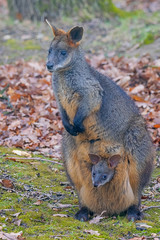 Swamp wallaby (Wallabia bicolor)