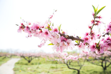 Fototapeta premium Pink Peach blossom.