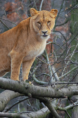 Katanga lion (Panthera leo bleyenberghi)
