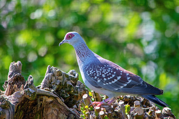 Speckled Pigeon (Columba guinea)