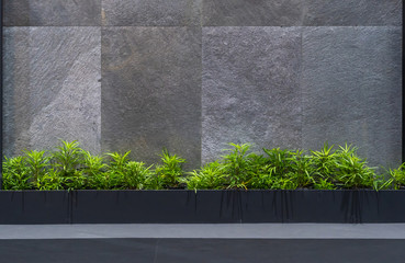 Natural green tree house plants with the granite on the black granite stone wall exterior for home...