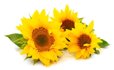Fototapeten Gruppe gelber, heller, schöner Sonnenblumenblumen. © Galyna